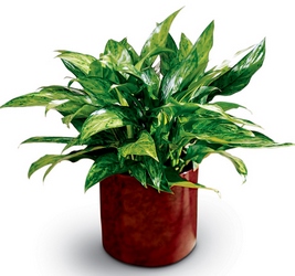 Chinese Evergreen -A local Pittsburgh florist for flowers in Pittsburgh. PA